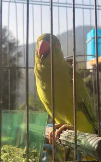 طوطی ملنگو گمشده