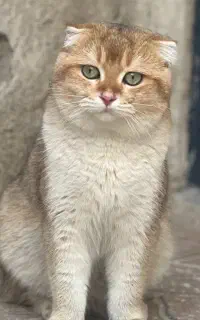 نژادسکاتیش
