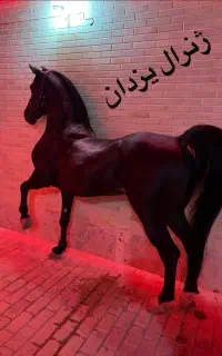 باشگاه سوارکاری یزدان ری