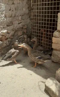 آوردک بیابانی