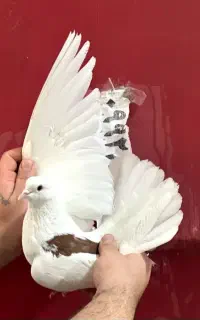 کبوتر
