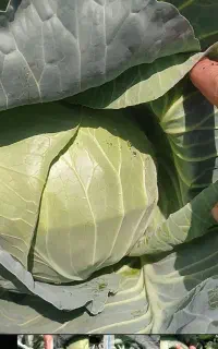 کلم پیچ