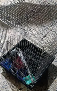 قفس پرنده
