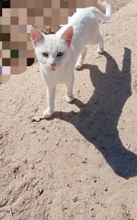 گربه حمایتی رایگان