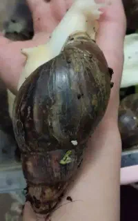 واگذاری حلزون اچاتینا