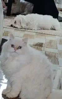 پت کوچک شمارا درمنزل خودم پذیرایم