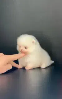 توله سگ خرسی