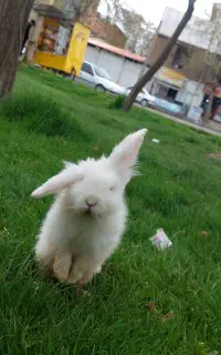 خرگوش خانگی