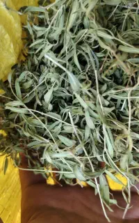 آویشن کوهی