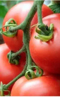 گوجه فرنگی درجه یک ارگانیک بدون سم پاشی درگلبهار