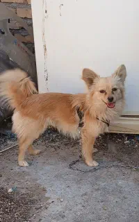 تربیت شده