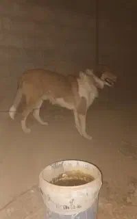 دو رگه
