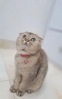 اسکاتیش