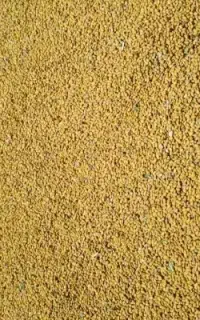 بذریونجه