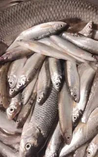 کولی تازه و زنده