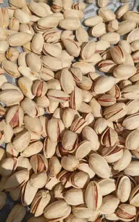 پسته خشک تازه دامغان(درجه یک)