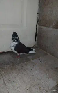 کبوتر ماده