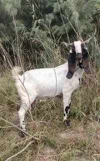 بز پاکستانی
