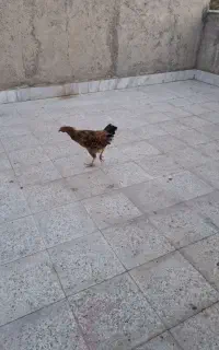 جوجه ۶ ماهه