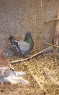 کبوتر کینگ گوشتی