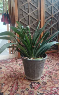 گل خورشیدی