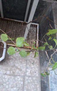 گل خانگی   گل  کاغدی بنفش