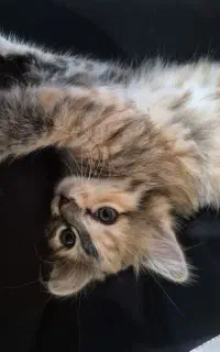 بچه پرشین ۲ماهه کالیکو