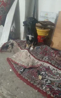 توله سگ  دوبرمن
