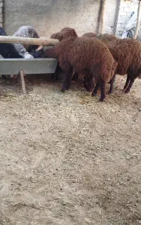 میش بره نر چاق