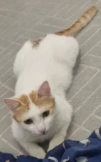 گربه ملوس