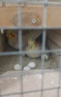 فروش یک جفت عروس