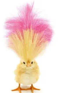 امورات اداری