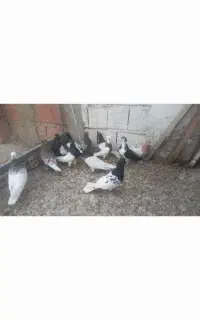 کبوتررنگی