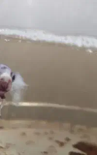 ۱۲ عدد ماهی فایتر آماده و جوان