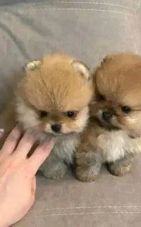 توله های خوشگل