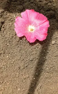 کودبیولوژیکی کمپوست روژان