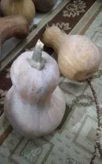کدوی شیرین تازه چین