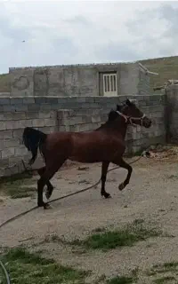 اسب مادیان کرد