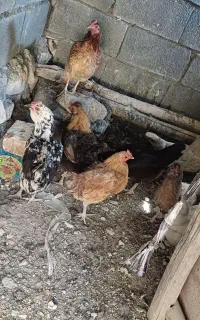 مرغ و خروس و جوجه فروشی