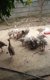 جوجه بوقلمون در سایز مختلف و با مادر