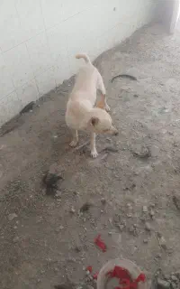 سگ پاکوتااشپدز