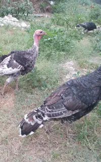 بوقلمون محلی نژاد دار