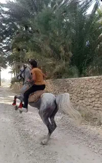 اسب نریان کره سپهر نور محمدی