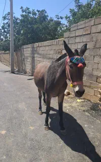 قاطر فروشی ماده ۱۴۴ سانت