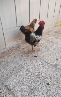 خروس