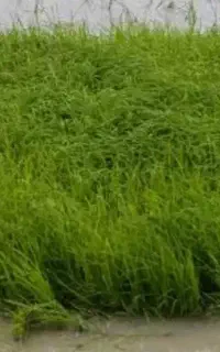 تومه برنج محلی