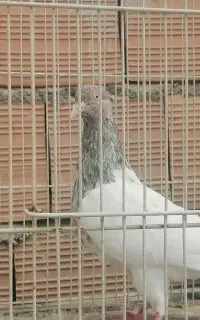 کبوتر رنگه کله، طوقی، کربلای، دم سفید