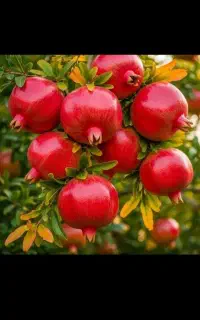 ارسال خریداینترنتی نهال انار ژله ای از تولید کننده