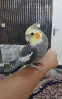عروس هلدی