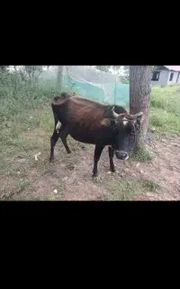 یک گاو دو لیشه
